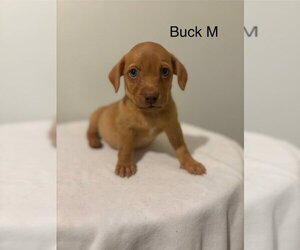 Chihuahua-Unknown Mix Dogs for adoption in Studio City, CA, USA