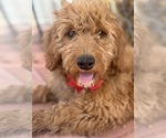 Small #2 Goldendoodle-Poodle (Toy) Mix