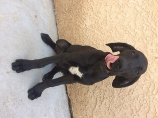 Great Dane Puppy for sale in PUEBLO, CO, USA