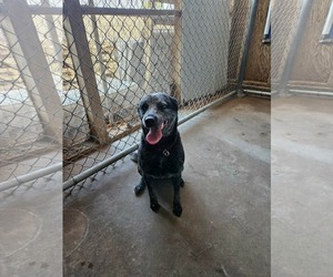 Texas Heeler Dogs for adoption in El Centro, CA, USA