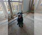 Small Texas Heeler