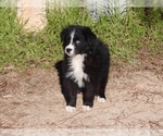 Small Photo #16 Australian Shepherd Puppy For Sale in ACTON, CA, USA