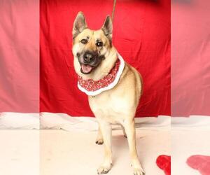German Shepherd Dog-Unknown Mix Dogs for adoption in Burbank, CA, USA