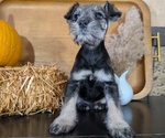 Small #6 Schnauzer (Miniature)