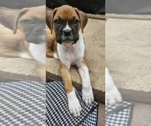 Boxer Puppy for sale in HIGHLAND LAKES, NJ, USA