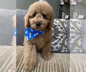 Goldendoodle-Poodle (Miniature) Mix Puppy for sale in RICHMOND, IL, USA