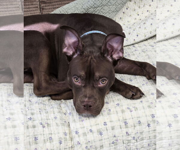 Medium Photo #1 Boxer-Unknown Mix Puppy For Sale in Cliffwood, NJ, USA