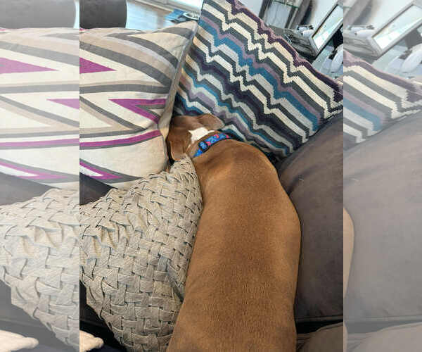 Medium Photo #6 American Pit Bull Terrier-Unknown Mix Puppy For Sale in Spring Lake, NJ, USA