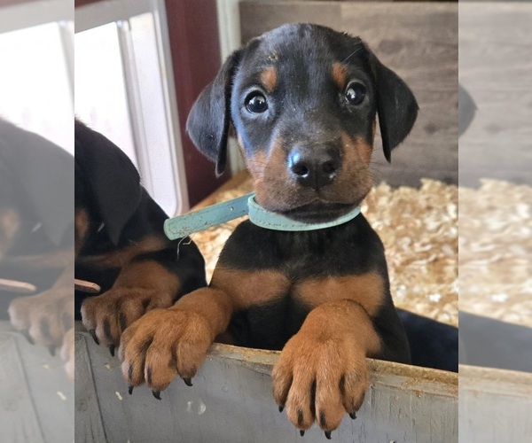Medium Photo #1 Doberman Pinscher Puppy For Sale in BEGGS, OK, USA