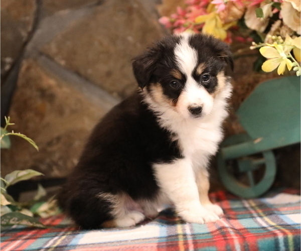 Medium Photo #4 Australian Shepherd Puppy For Sale in WESTFIELD, MA, USA