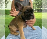 Puppy Gigi French Bulldog