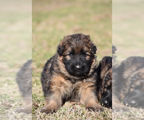 Medium Photo #1 German Shepherd Dog Puppy For Sale in MORRILTON, AR, USA