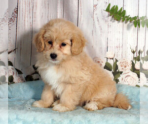 Bichpoo Puppy for sale in PENNS CREEK, PA, USA