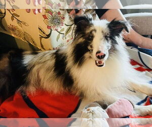 Mutt Dogs for adoption in Princeton, MN, USA