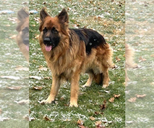 Medium Photo #83 German Shepherd Dog Puppy For Sale in LA FAYETTE, NY, USA