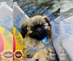 Puppy 1 Shih Tzu