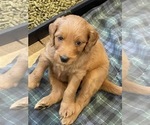 Small Photo #18 Goldendoodle Puppy For Sale in SUGAR LAND, TX, USA