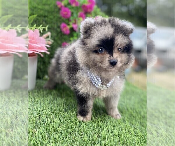 Medium Photo #17 Pomeranian Puppy For Sale in FT LAUDERDALE, FL, USA
