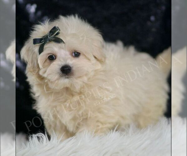 Medium Photo #3 Maltipoo Puppy For Sale in WARSAW, IN, USA