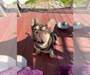 Father of the French Bulldog puppies born on 05/12/2024