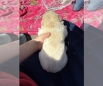 Small #5 Ausky-Great Pyrenees Mix
