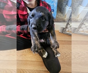 Shepadoodle Puppy for sale in CUDAHY, WI, USA
