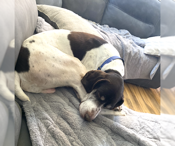Medium Photo #4 German Shorthaired Pointer Puppy For Sale in Menlo Park, CA, USA