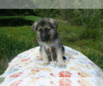 Small #2 German Shepherd Dog