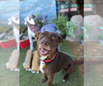 Small #5 Labrador Retriever Mix