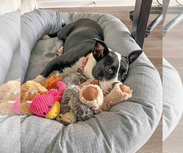 Medium Photo #21 Mutt Puppy For Sale in Kennesaw, GA, USA