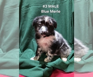 Medium Australian Shepherd