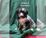 Puppy 3 Blue Merle Ma Australian Shepherd