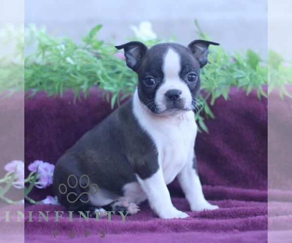 Medium Photo #1 Boston Terrier Puppy For Sale in PORT ROYAL, PA, USA