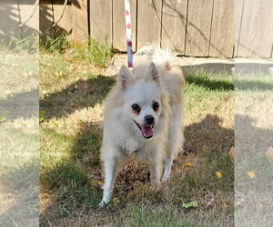 Enzo from Korea - Male Pomeranian-pomeranian spitz Mix Dog for Adoption - Photo #4