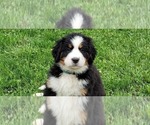 Small #30 Bernese Mountain Dog
