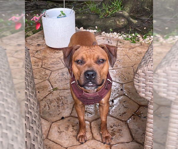 Medium Photo #2 Boxador Puppy For Sale in Decatur, GA, USA