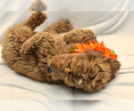 Small Photo #11 Goldendoodle Puppy For Sale in PRESCOTT VALLEY, AZ, USA