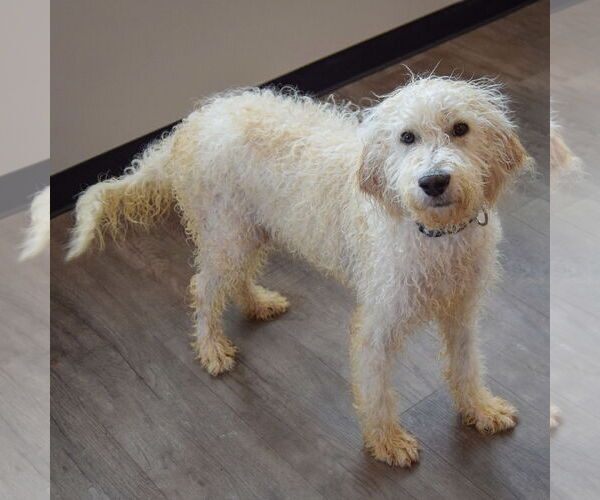 Medium Photo #2 Mutt Puppy For Sale in Huntley, IL, USA