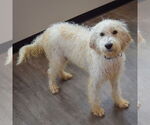 Small #1 Mutt
