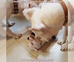 Small Photo #151 Dogo Argentino Puppy For Sale in PINEVILLE, MO, USA