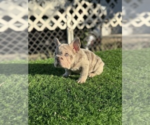 French Bulldog Puppy for sale in PITTSBURGH, PA, USA
