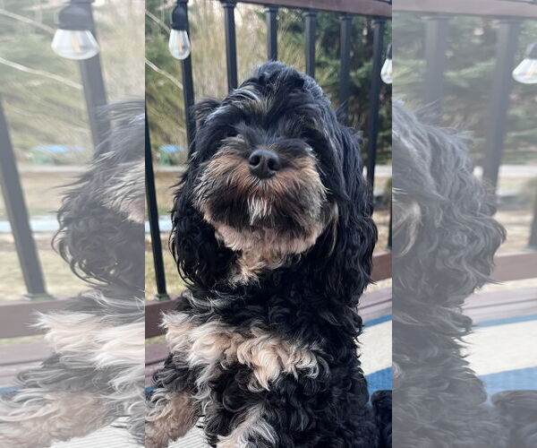 Medium Photo #4 Mutt Puppy For Sale in Valrico, FL, USA