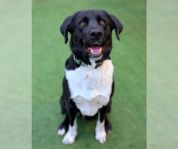 Medium Photo #2 Lab-Pointer Puppy For Sale in Sacramento, CA, USA