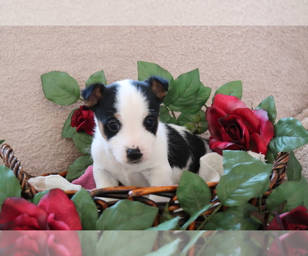 Medium Photo #5 Jack Russell Terrier Puppy For Sale in SHILOH, OH, USA