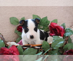 Small Photo #5 Jack Russell Terrier Puppy For Sale in SHILOH, OH, USA