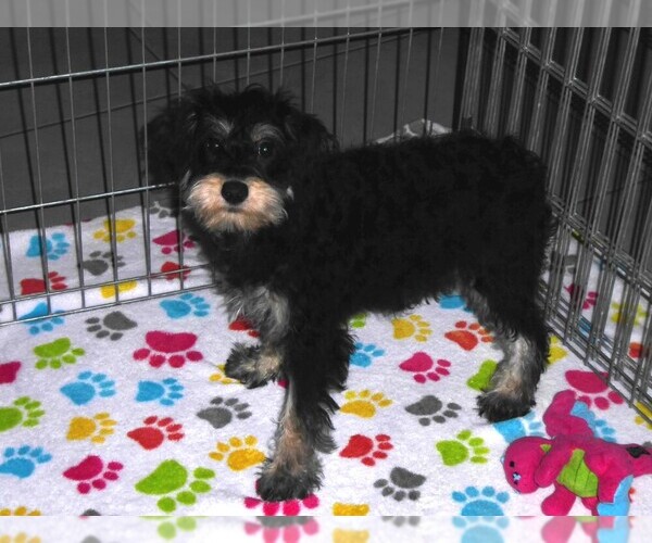 Medium Photo #2 Schnoodle (Miniature) Puppy For Sale in ORO VALLEY, AZ, USA