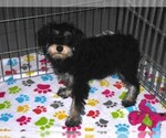 Small #1 Schnoodle (Miniature)