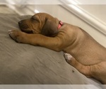 Puppy Sage Rhodesian Ridgeback