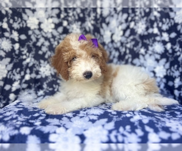 Medium Photo #7 Cavapoo Puppy For Sale in LAKELAND, FL, USA