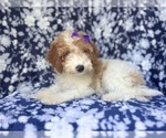 Small #6 Cavapoo